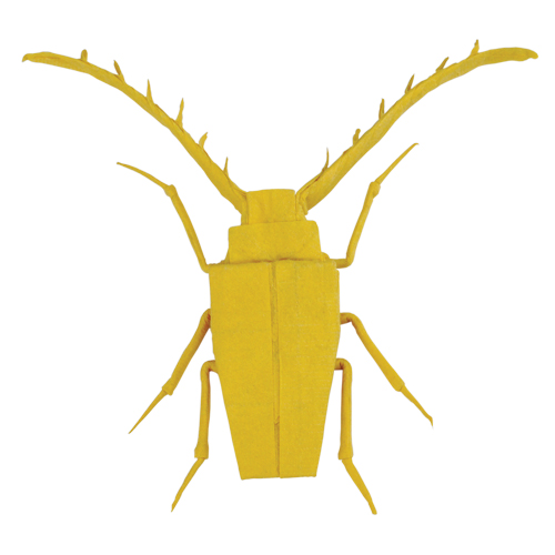 Frilled Longhorn Beetle by Dan Robinson
