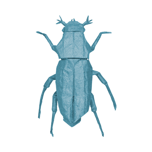 Chafer Beetle by Seth Friedman